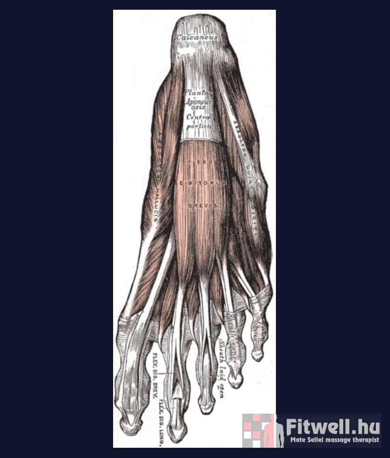 csonthártya - sarok